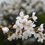 雨桜