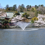 噴水・桜