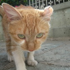 nola neco