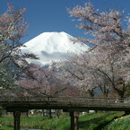 富士探訪Ⅴ－桜花を纏う