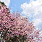 sakura2014_08