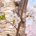 sakura2014_09