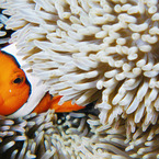 clownfish