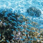 Blue-green chromis