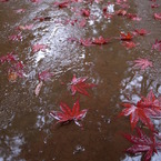 雨の平林寺