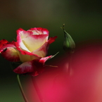 Double Delight－４