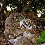 世界遺産 沖縄 今帰仁城跡-18
