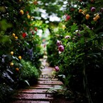薔薇が咲く小径で