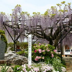 花の吟行地