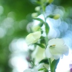 HANA・HANA 50 (Digitalis - genwaku)