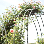 Rose09