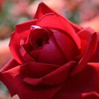 薔薇 ブルグンド81