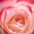 薔薇 ジュビレデゥプリンスドゥモナコ