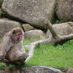 IMG_1723_猿