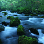 Green moss I