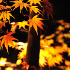 本土寺紅葉ライトアップ4