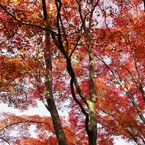 紅葉04