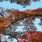 紅葉06