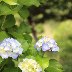 紫陽花③