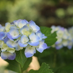 紫陽花④