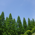 六甲山牧場08