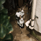 猫撮り散歩576