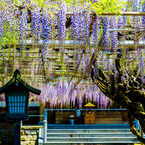 春の風物詩