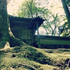 苔寺