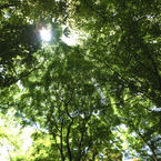 大河内山荘