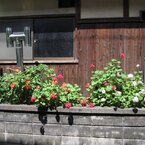 民家の花壇