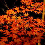 本土寺紅葉