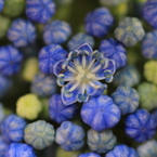 紫陽花季節　＃31