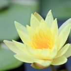 Lotus of the early summer !