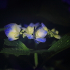 紫陽花季節　＃39