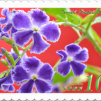 花切手＜2014-25＞＊ジュランタ