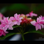 紫陽花12
