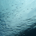 水の底には、魚が泳ぎ