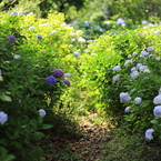 紫陽花４～迷宮の入口～