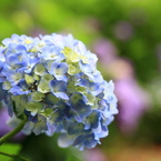 紫陽花７
