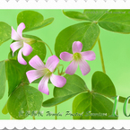 花切手＜2014-26＞＊ムラサキカタバミ