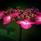 ここに花あり　un