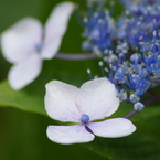 家の周りで-額紫陽花2