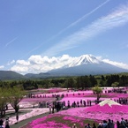 芝桜富士山
