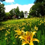 初夏の花園