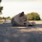 猫のいる風景1
