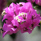 四季の花公園
