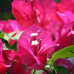 四季の花公園