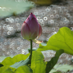 申の刻　蓮華