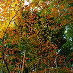 紅葉の錦