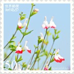 花切手＜2011-46＞＊チェリーセージ